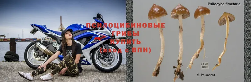 цена наркотик  Нюрба  Галлюциногенные грибы Psilocybe 